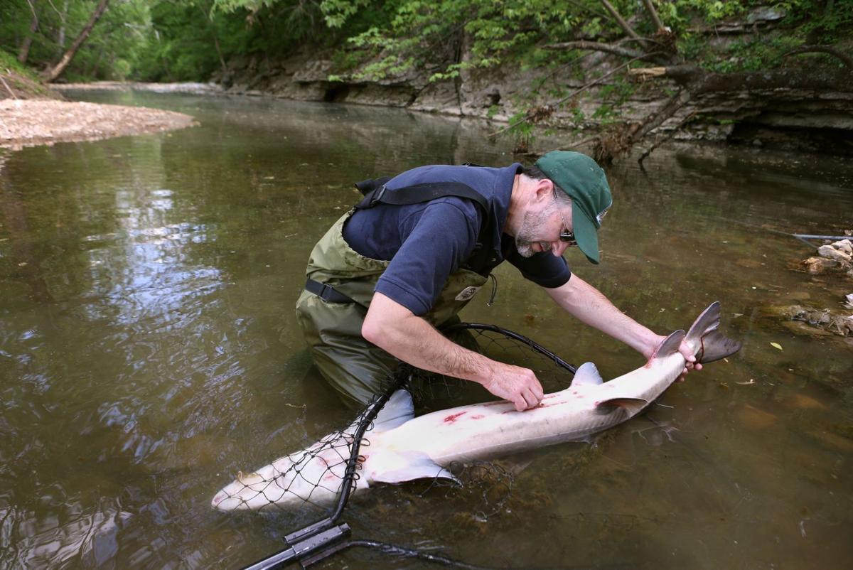 Missouri lake sturgeon program aims to reestablish giant fish Local