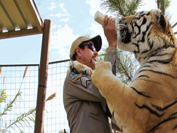 Hey All You Cool Cats And Kittens Joel Mchale Will Host A Bonus Tiger King Episode On Netflix Television Stltoday Com