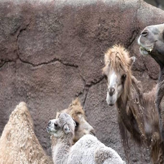 Baby Camel Born At St Louis Zoo Metro Stltoday Com