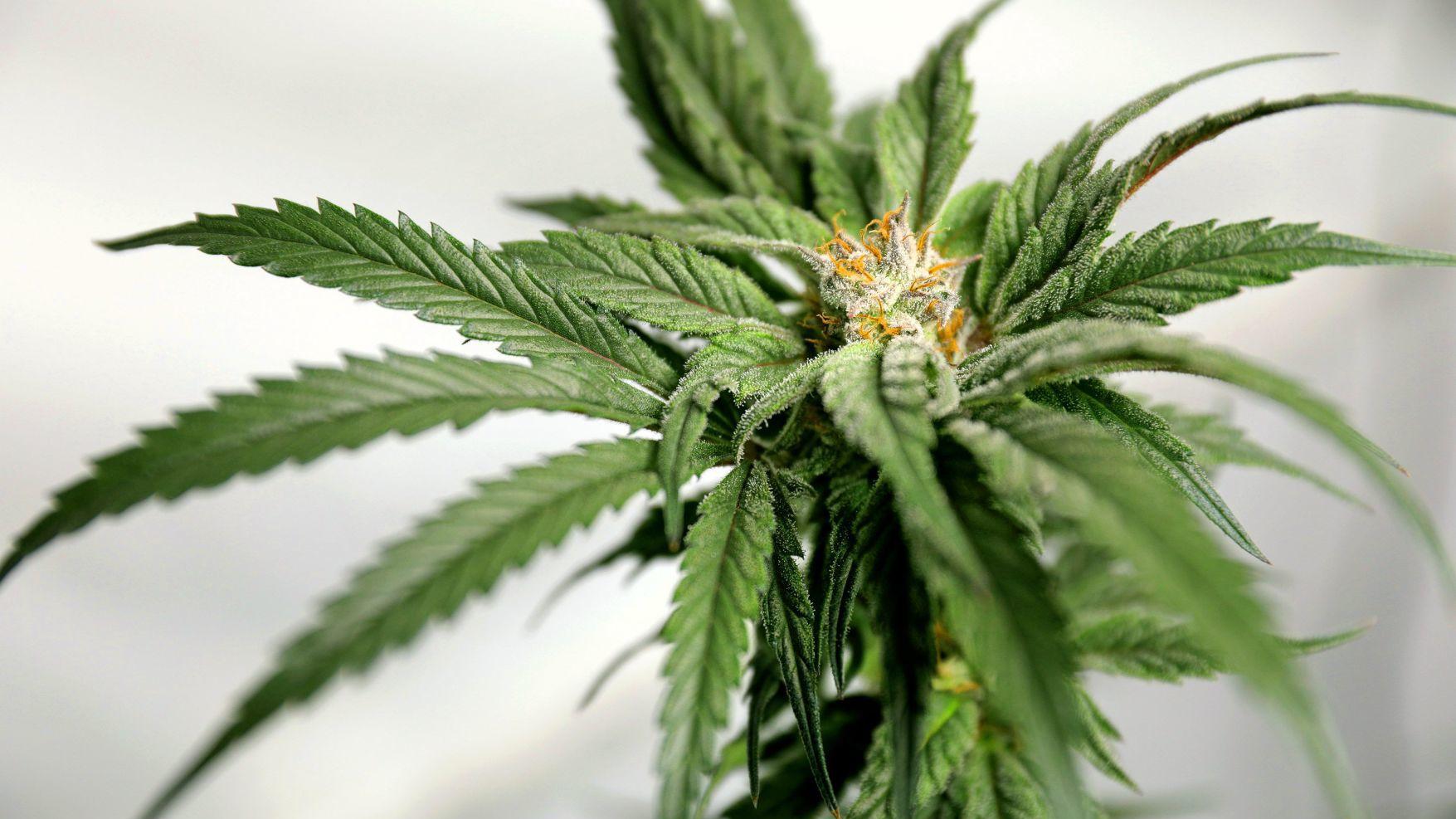 Haves, have-nots of Missouri cannabis industry in conflict as dispensaries open - Vimarsana News