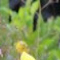 Get Wallpaper Tropicals Add Wow Factor To Your Garden Home Garden Stltoday Com For Android Free