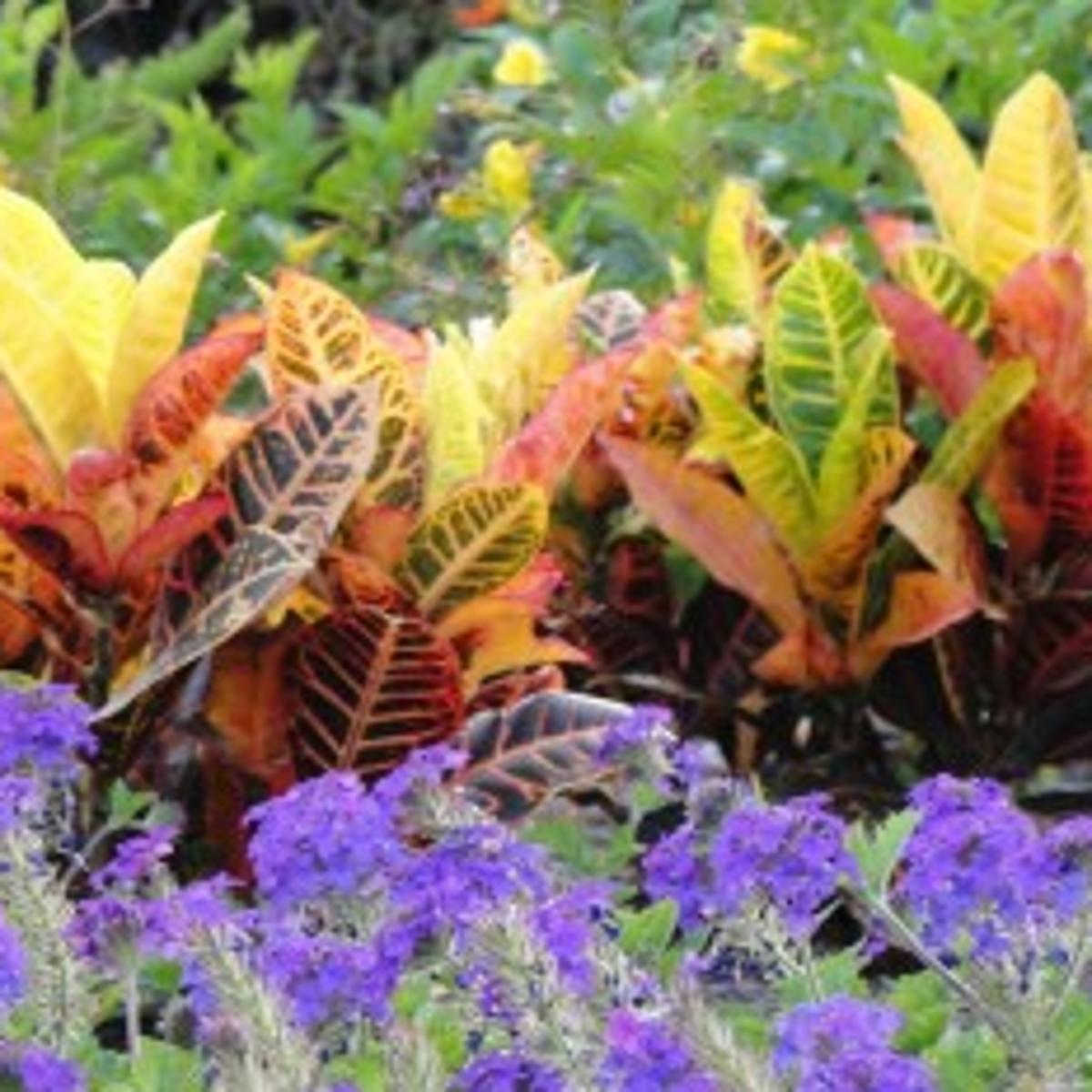 Tropicals Add Wow Factor To Your Garden Home Garden Stltoday Com Tropicals Add Wow Factor To Your Garden Home Garden Stltoday Com