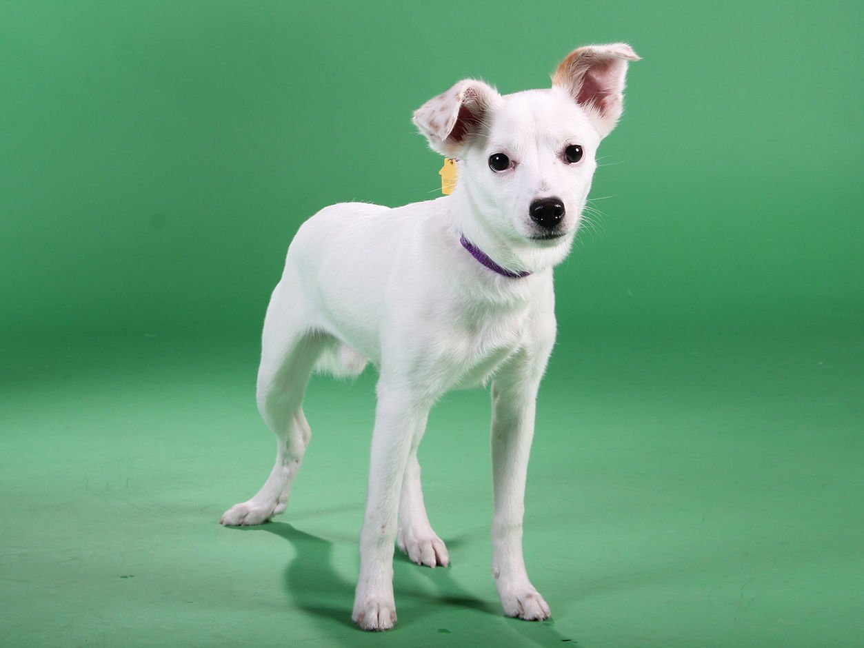 german shepherd chihuahua