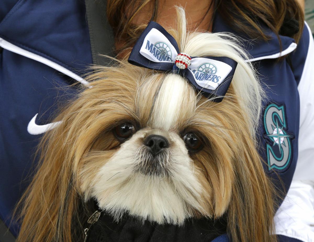 Meet the dog who went viral at Safeco Field