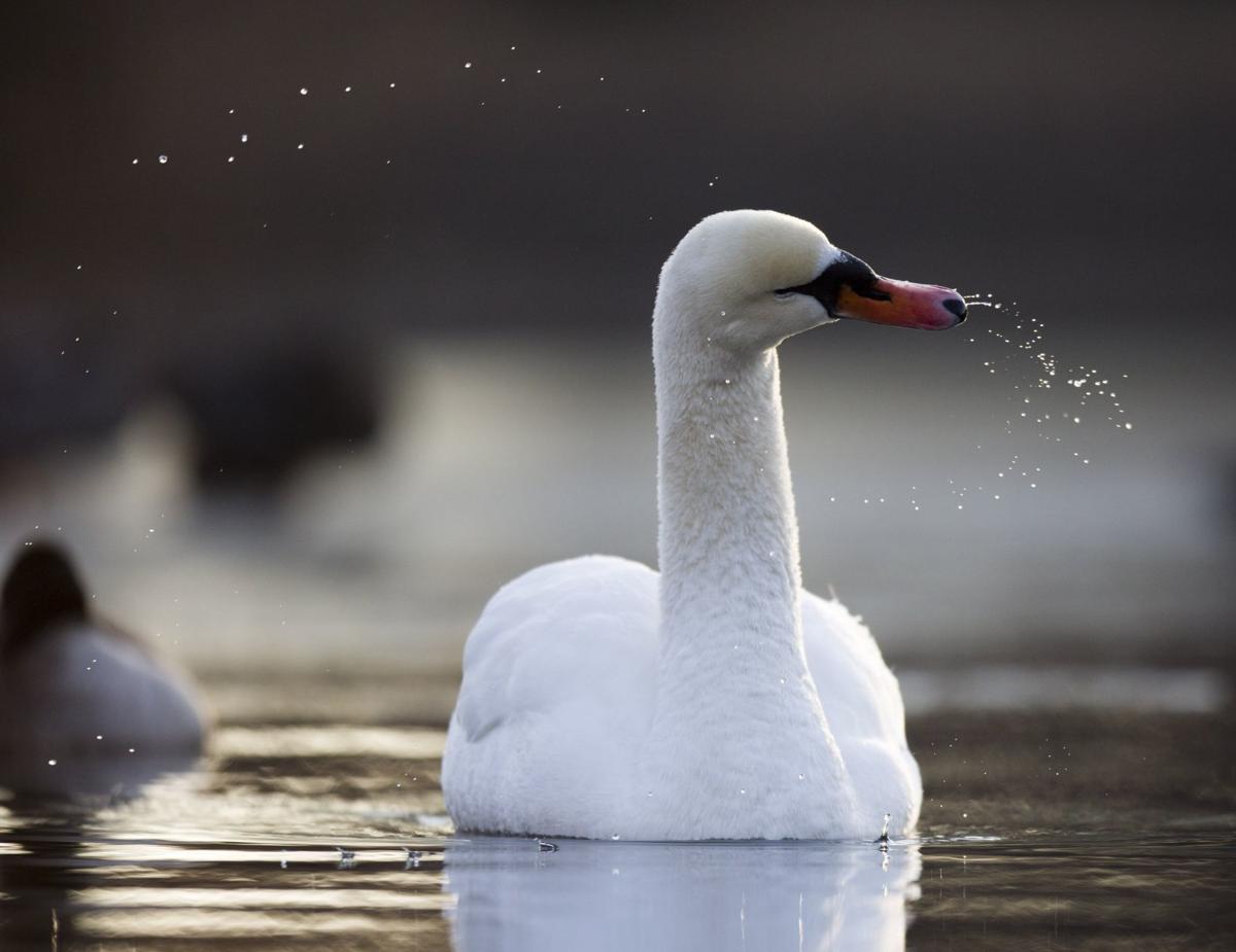 A swan SWAT team, a widower swan, comeback swans Some St. Louis swan