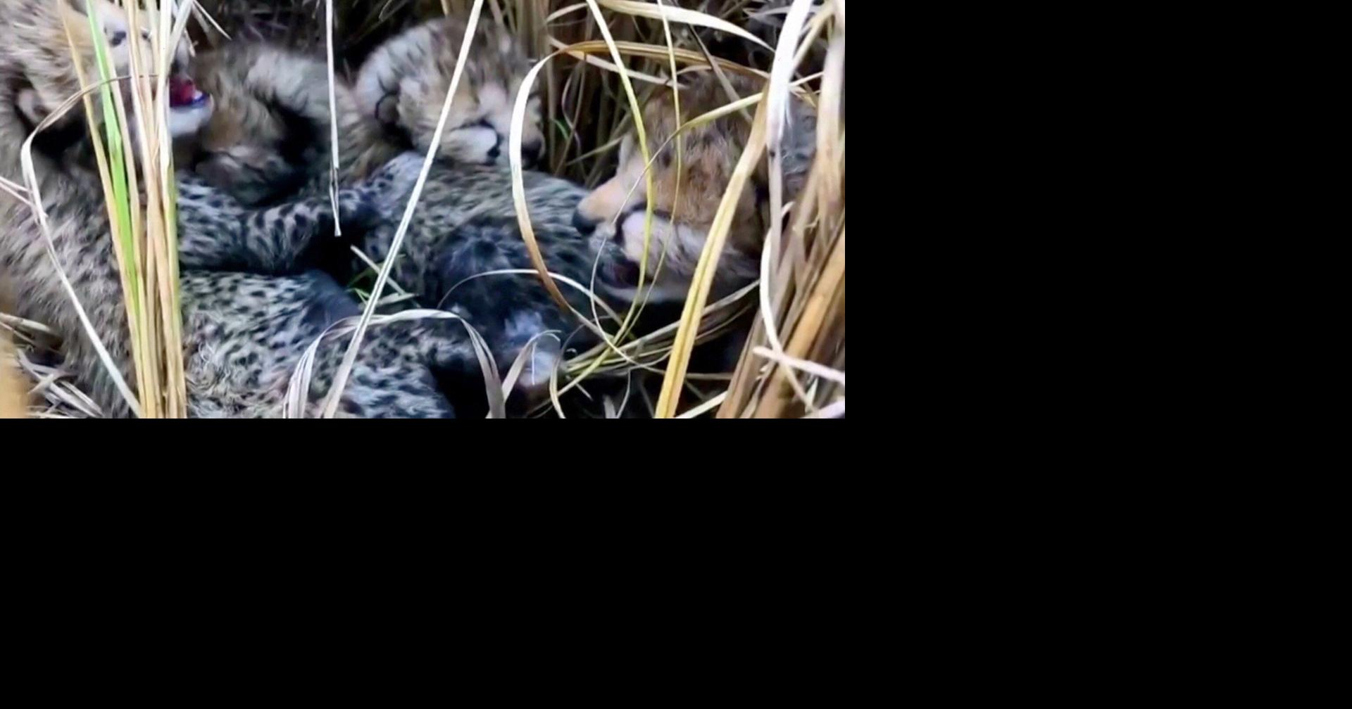 See the first cheetah cubs born in India in more than 70 years, and ...