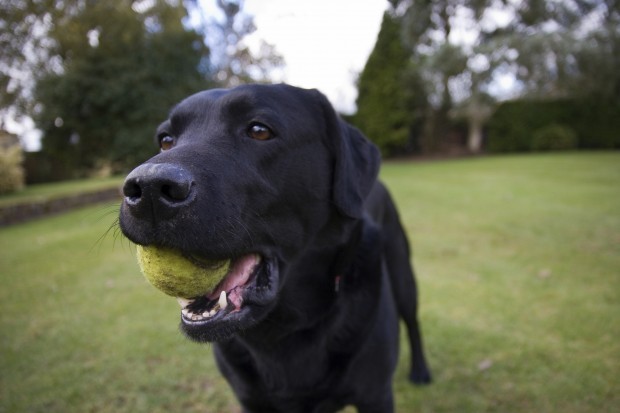 Dog with a tennis ball