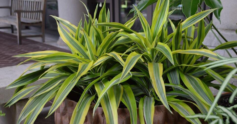 Apps struggle to diagnose houseplant issues