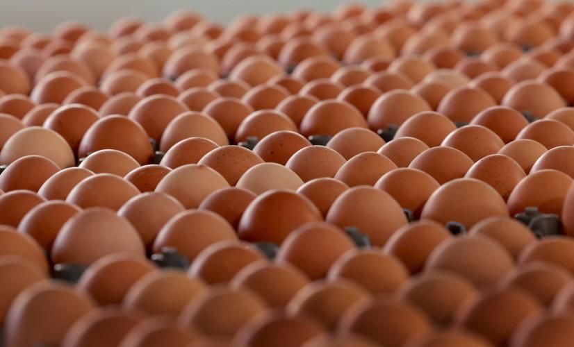 The Egg Basket in Macedonia