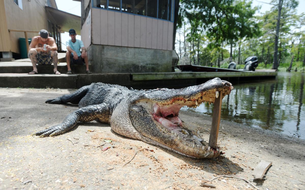Alligator that killed man with St. Louis ties is shot to death by Texas poacher Law and order