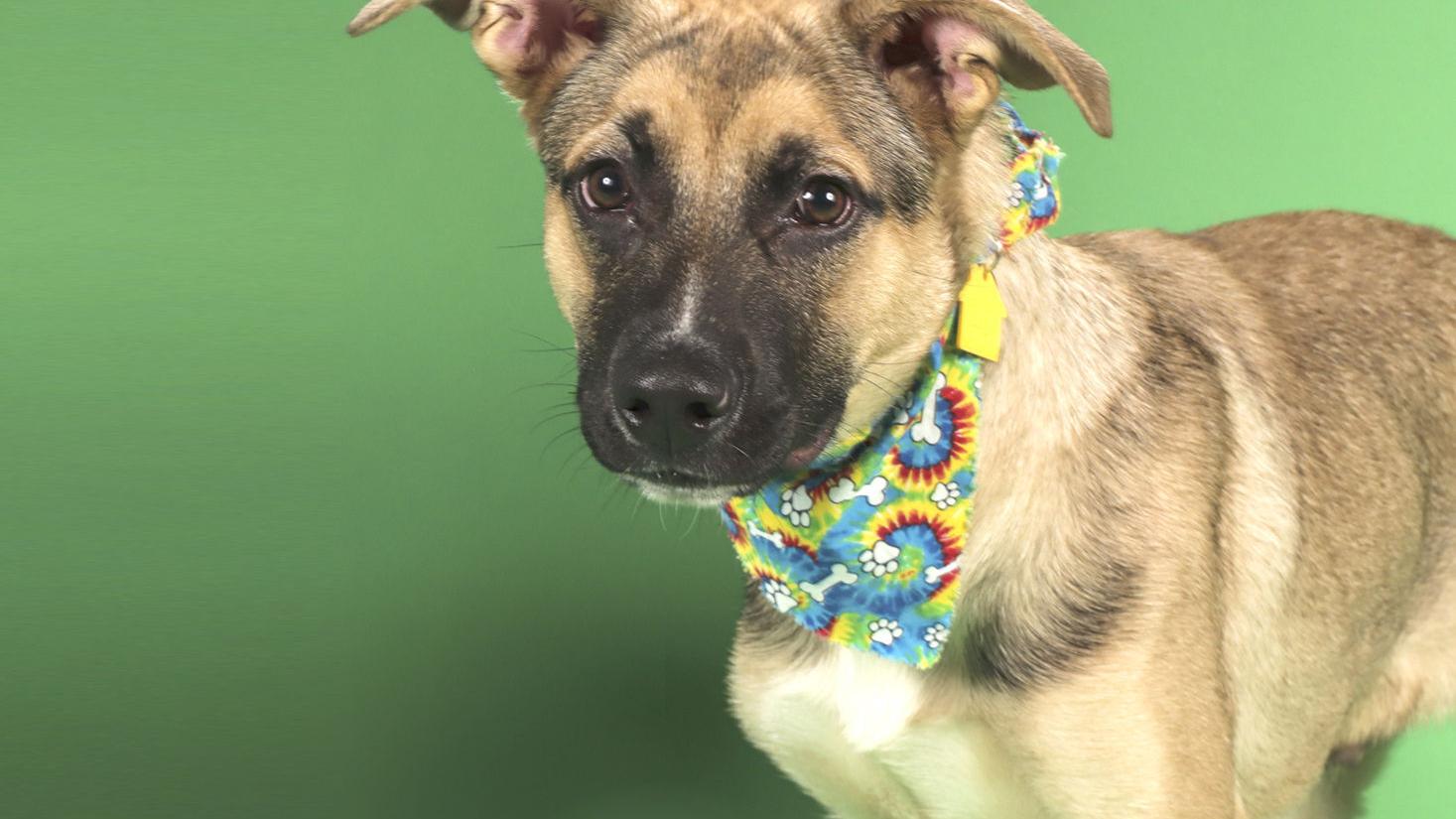 Meet our pets of the week: A shepherd mix, a pig and a polydactyl cat