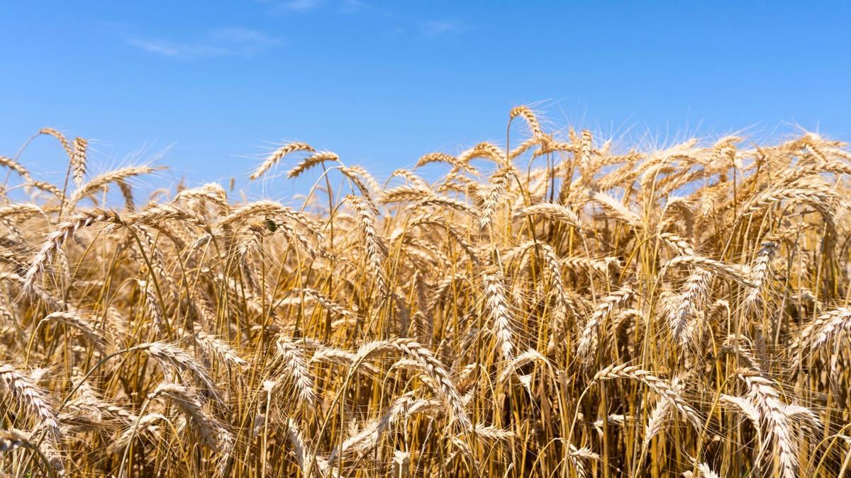 Wheat