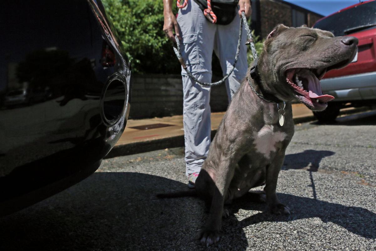 Volunteers Step Up During Power Outage Make Stray Rescue Founder Proud To Be A St Louisan Metro Stltoday Com