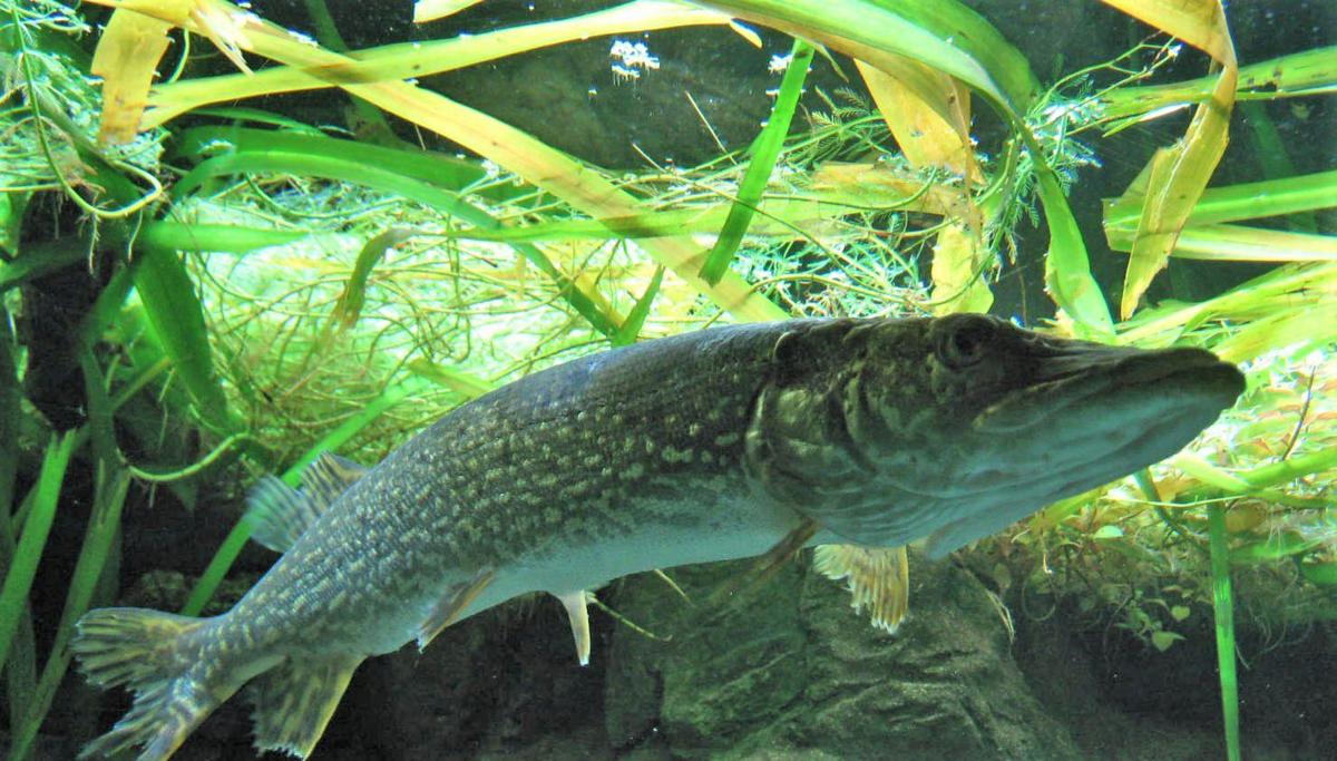 Something bit me!': Muskie bites angler in Missouri first, conservation  department says