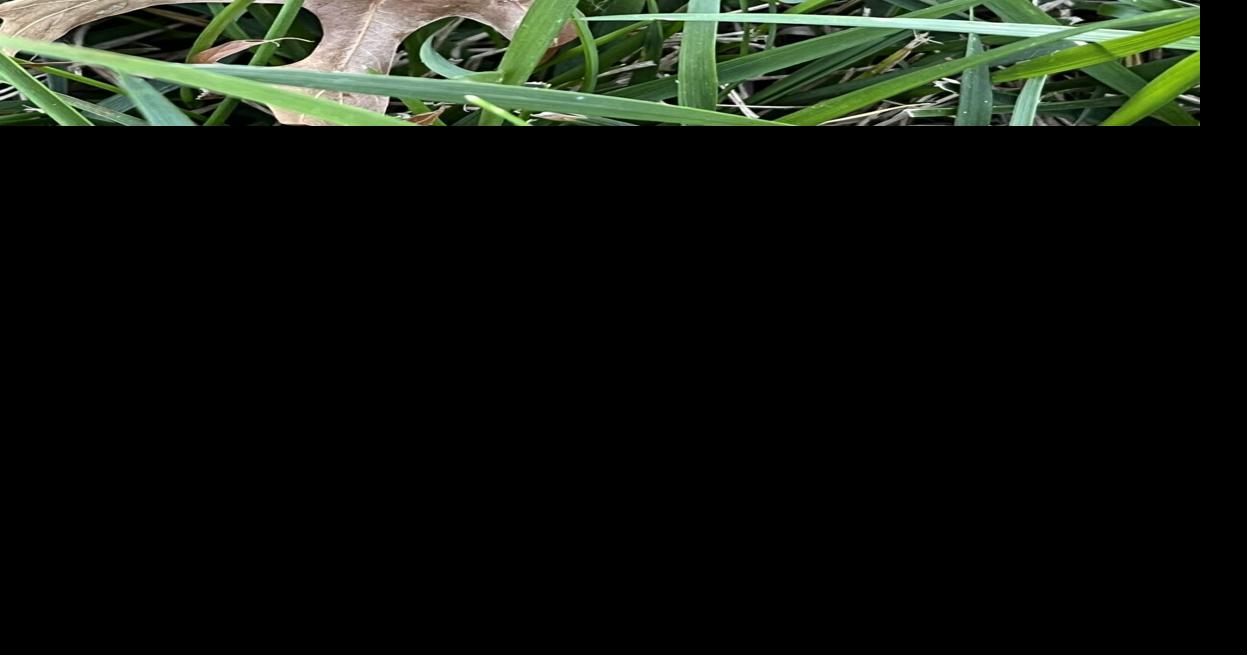 Slime mold on grass sounds worse than it is