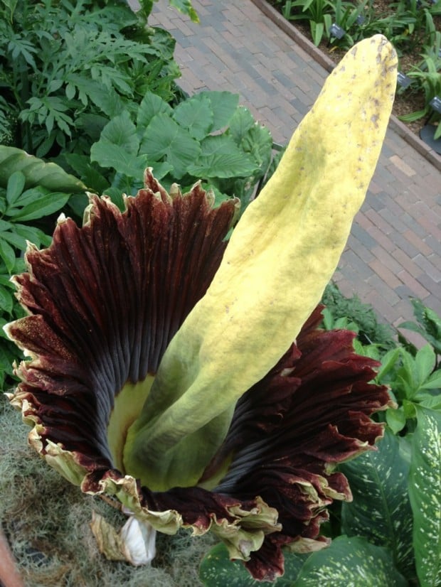 Rare corpse lily is blooming at Missouri Botanical Garden : News