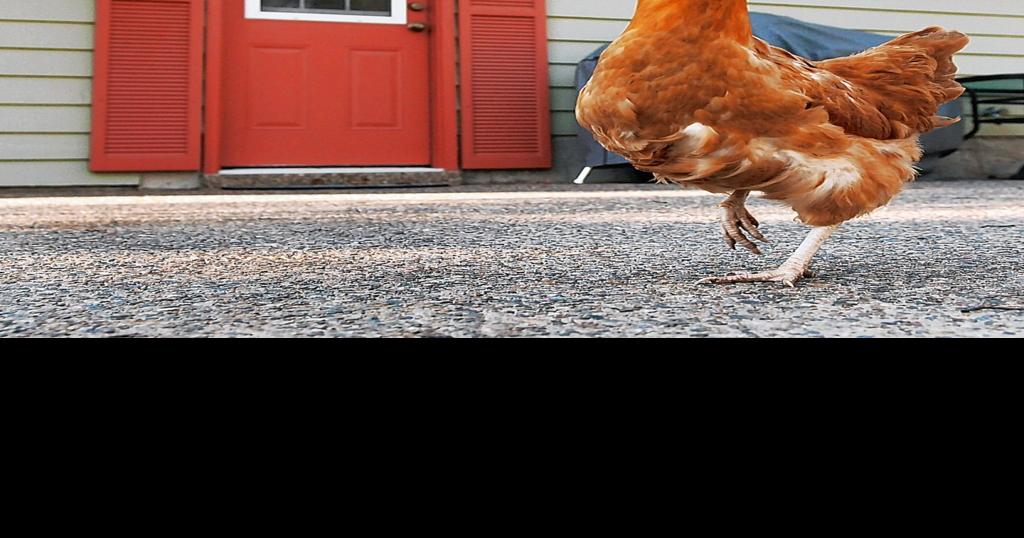 St. Peters board plucks idea of urban chickens