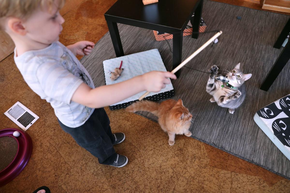 Coffee Cookies And Cats Welcome To Mauhaus The Midwest S First