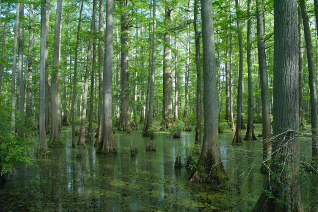 Take a serene canoe ride through Southern Illinois swamp : Travel