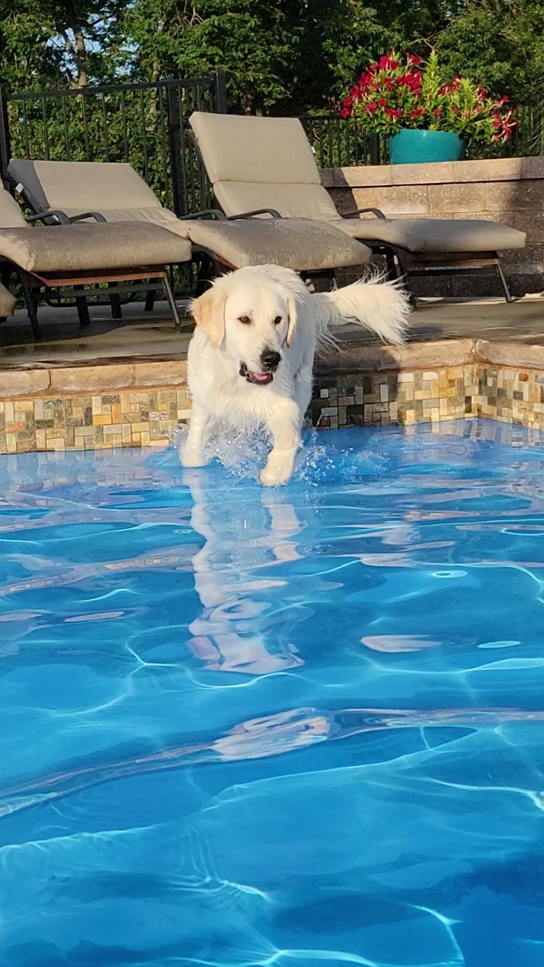 20 of the Cutest Canines of Cardinal Nation, St. Louis