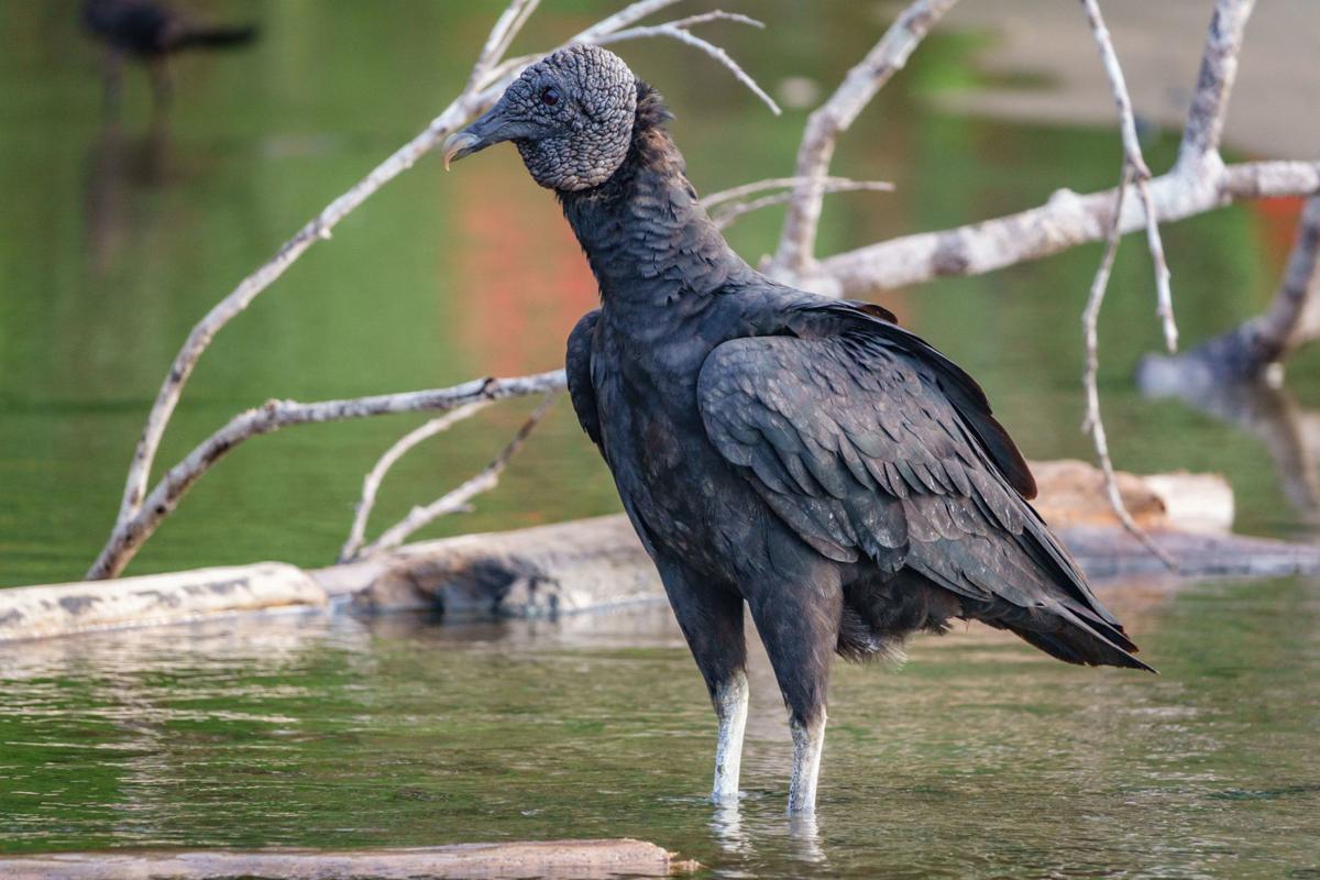 Black vultures are killing newborn livestock in the Midwest