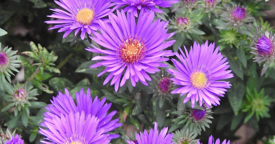 Help asters stay upright with the 'Chelsea Chop'