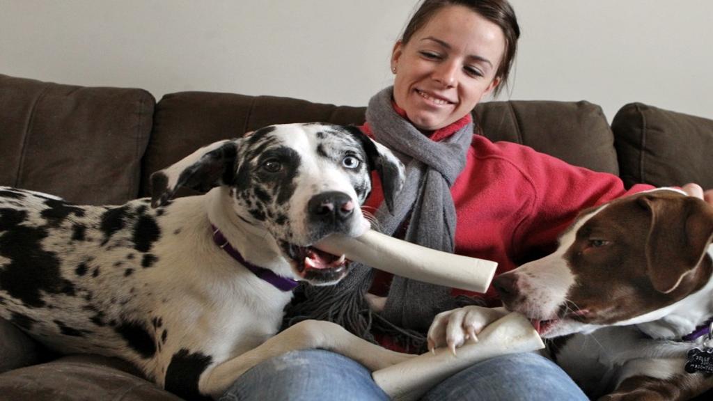 wentzville considers changing pit bull