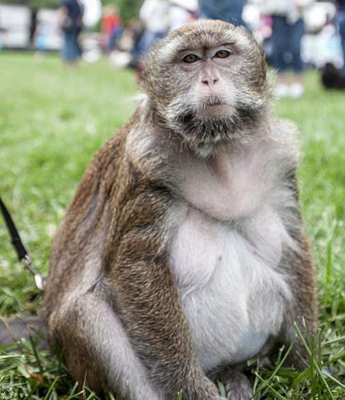 alton woman whose pet monkey bit boy is charged metro stltoday com alton woman whose pet monkey bit boy is