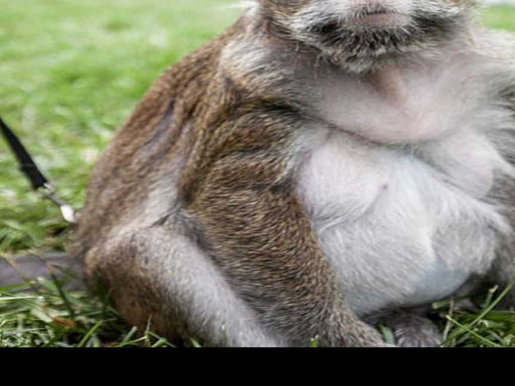 Foul In Missouri Macaque Monkeys Are Free To Bite Children All They Want Editorial Stltoday Com