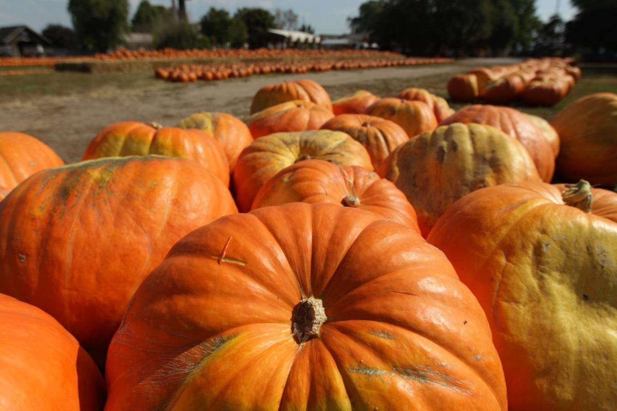 Pumpkin picking at Rombachs Farm in Chesterfield