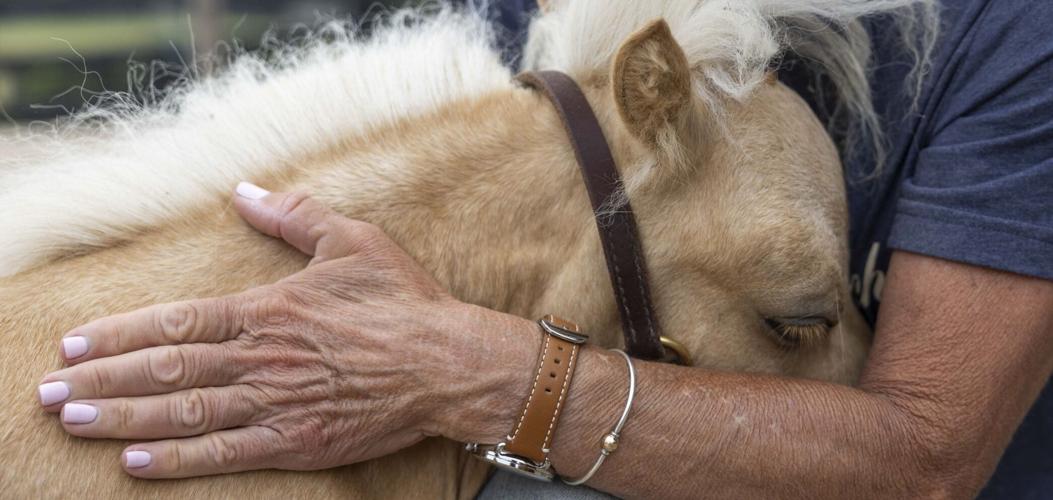 R R Ranch Ranch in Wildwood is sanctuary for abused miniature horses