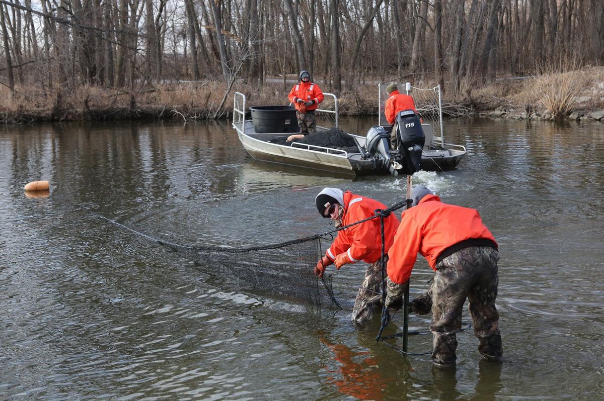 Netting operation now underway puts Creve Coeur Lake carp in the crosshairs Metro