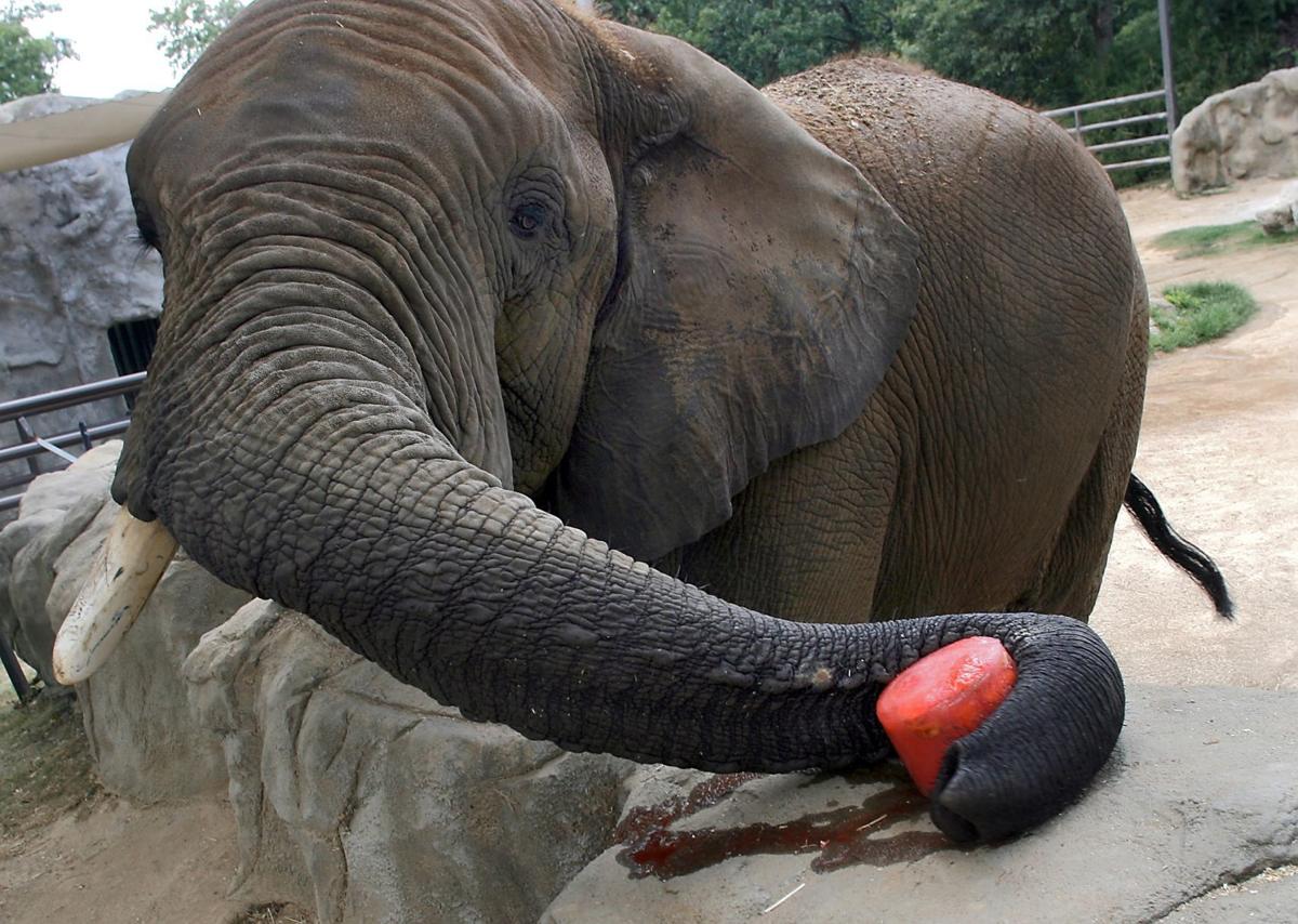 Bud the Elephant at Grant's Farm dies of respiratory infection Metro