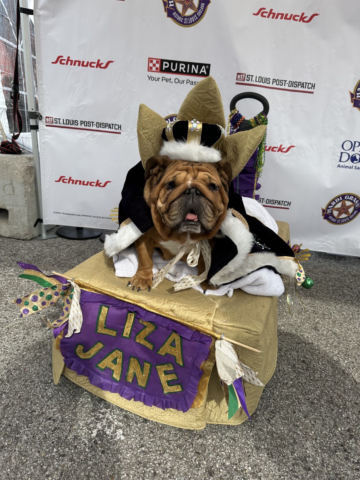 Check out the best of the best from the 2024 Purina Pet Parade