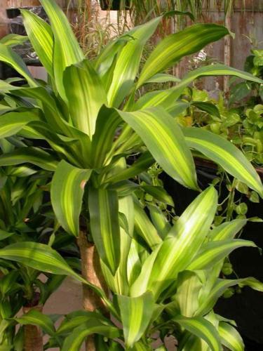 Dracaena fragrans