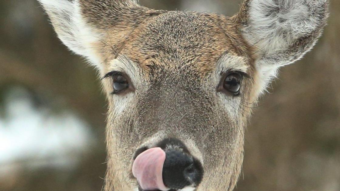 Chronic Wasting Disease Testing Takes Back Seat This Deer Season As Missouri Wrestles With Covid 19 Regional Stltoday Com Chronic Wasting Disease Testing Takes Back Seat This Deer Season As Missouri Wrestles With Covid 19 Regional Stltoday Com