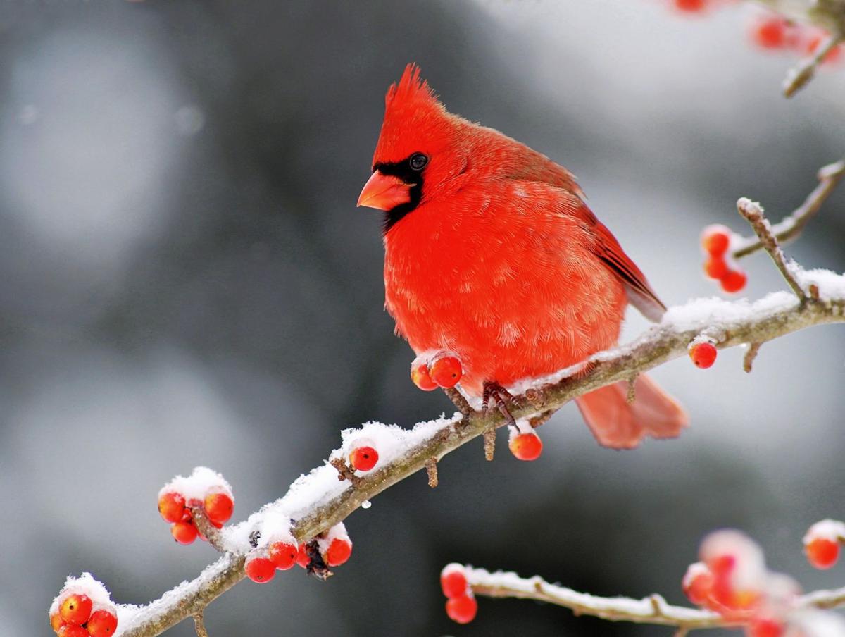 Wild Missouri photographer captures elusive animals Books