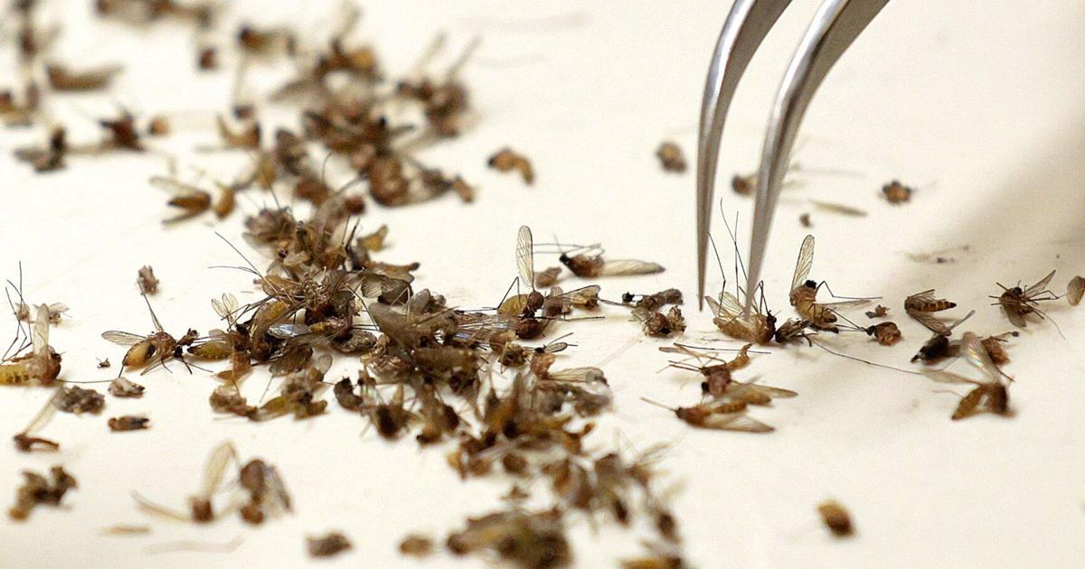 Missouri mosquito testing is inadequate, experts warn after West Nile case in Illinois