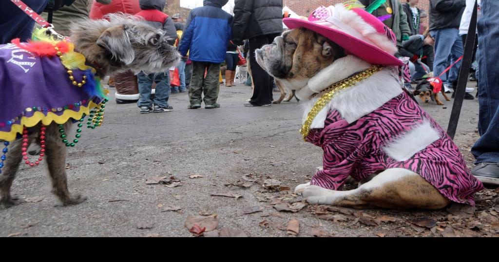 Chilly day can't make Soulard pet parade lie down