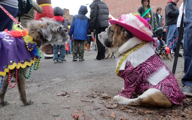 Chilly Day Can't Make Soulard Pet Parade Lie Down