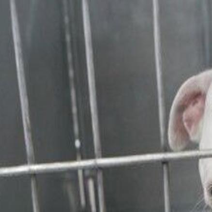 Breed Specific Dog Bans Targeted By Missouri Lawmakers Politics Stltoday Com