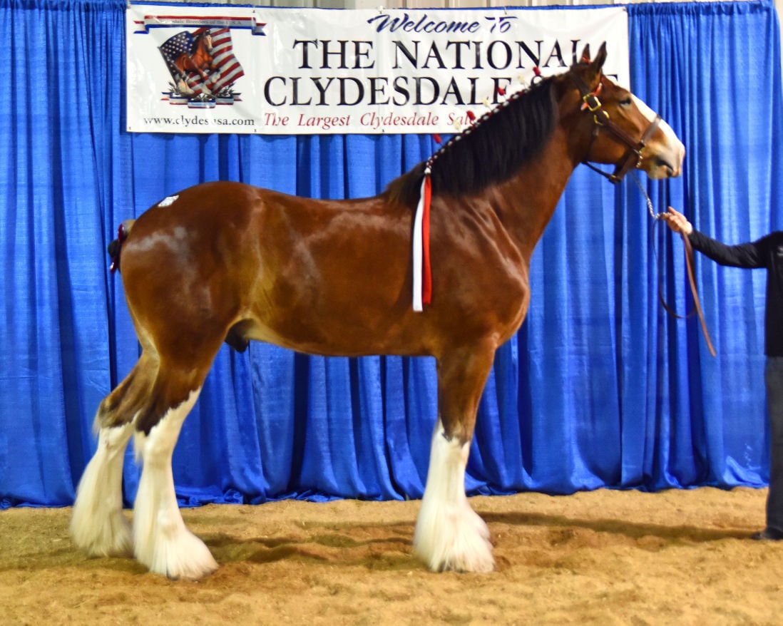 Local Clydesdale sells for U.S. auction price record