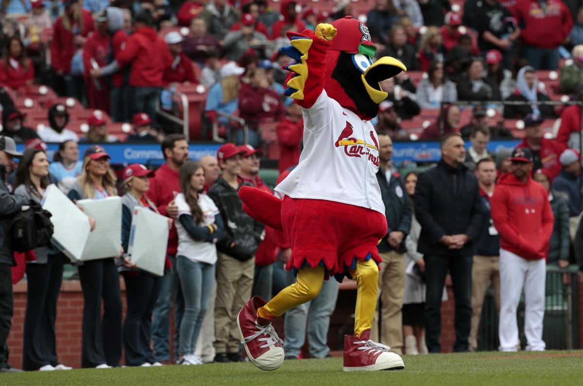489 St Louis Cardinals Mascot Stock Photos, High-Res Pictures, and Images -  Getty Images