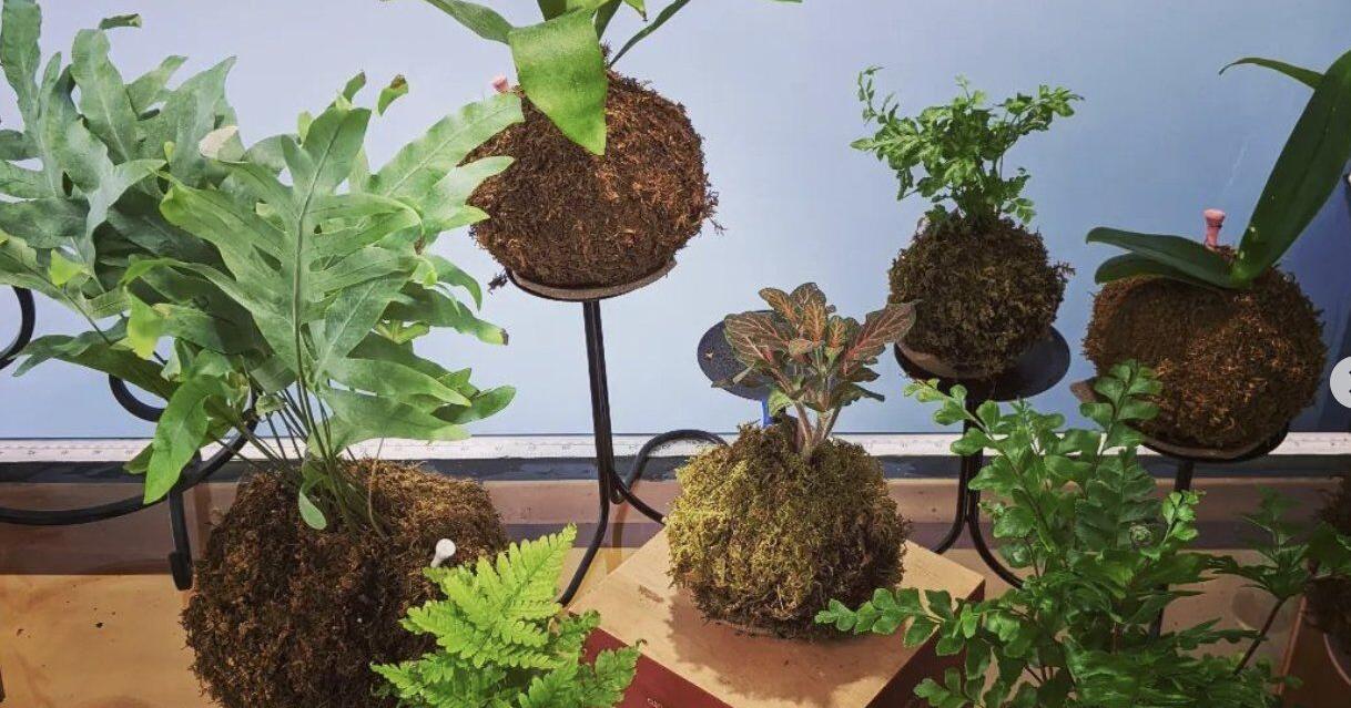 Made in St. Louis: Artist melds world of plants, leather goods - Vimarsana News
