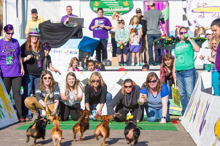 After Beggin’ Pet Parade, dashing dachshunds will race in Wiener Dog Derby