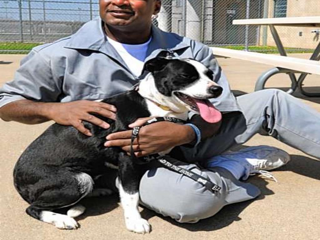 Wallpaper Prison Pups Metro St Louis News Stltoday Com For Android