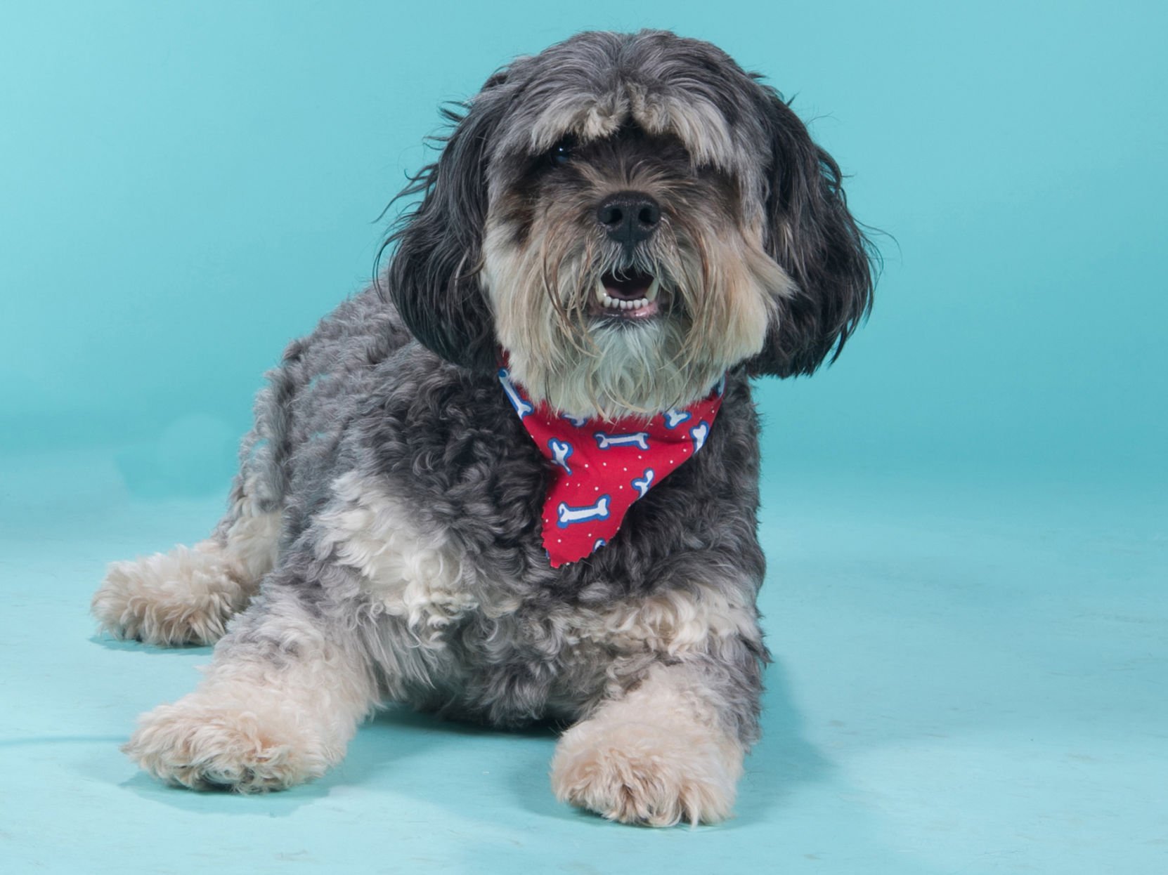 schnauzer cocker spaniel mix