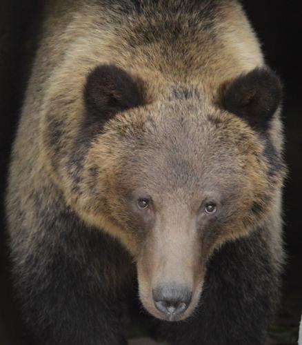 ZooMontana grizzly bear euthanized, News