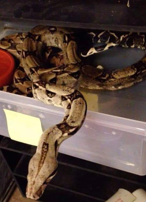 Boa constrictor stolen from Lemay shop
