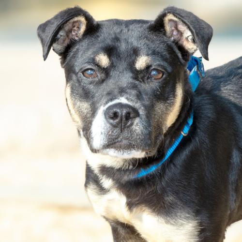 Meet our pets of the week A Lab mix, a Great Dane mix and a horse